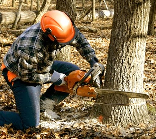 Tree Removal in Rochdale, MA